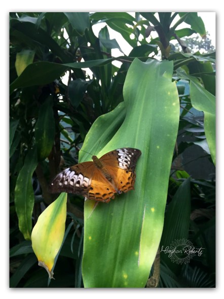 Butterfly Cairns CR2