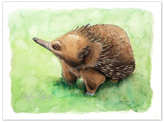 Echidna