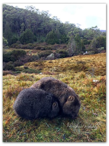 Wombats Cradle Mountain CR2