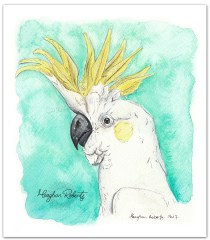 Sulphar Crested Cockatoo Aqua